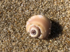 Neverita duplicata