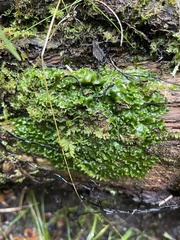 Pallavicinia lyellii