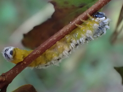 Macremphytus tarsatus