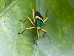Paryphes