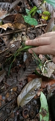 Ophiopogon
