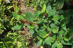 Melastomeae