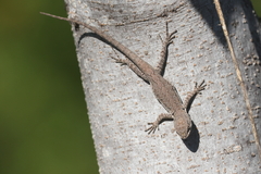 Urosaurus nigricauda