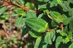 Melastomeae