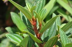 Melastomeae