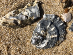 Crassostrea virginica