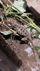 Sceloporus bimaculosus