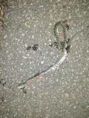 Hemorrhois hippocrepis