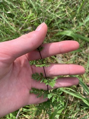 Cheilanthes sieberi sieberi