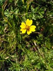 Bidens anthemoides