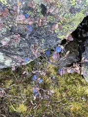 Vaccinium uliginosum