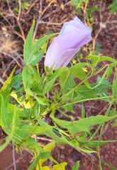 Gossypium robinsonii