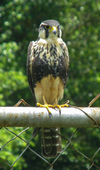 Falco femoralis