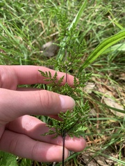 Cheilanthes sieberi sieberi
