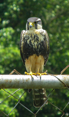 Falco femoralis