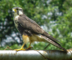 Falco femoralis