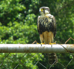 Falco femoralis