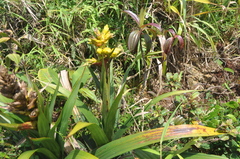 Tillandsioideae