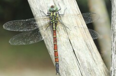 Polycanthagyna erythromelas