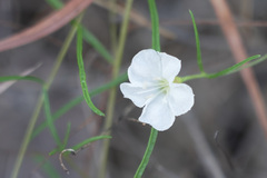 Stylisma pickeringii