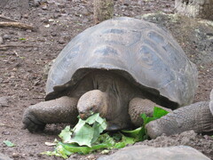 Chelonoidis niger chathamensis