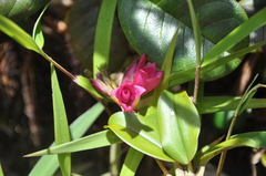 Maxillaria