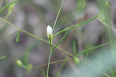 Stylisma pickeringii