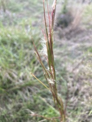 Andropogon virginicus