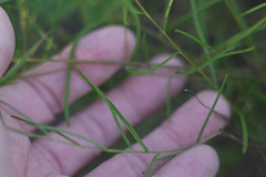 Stylisma pickeringii