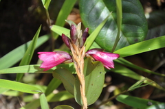 Maxillaria
