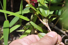 Maxillaria