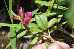 Maxillaria