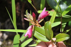 Maxillaria
