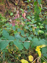 Rhamnus cathartica