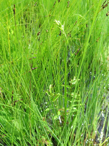Habenaria linearifolia iNat (2)