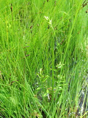 Habenaria linearifolia