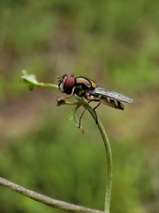 Allograpta hortensis