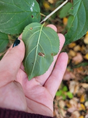 Rhamnus cathartica
