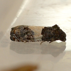 Epiblema tripartitana