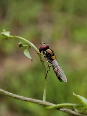 Allograpta hortensis