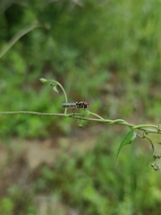 Allograpta hortensis