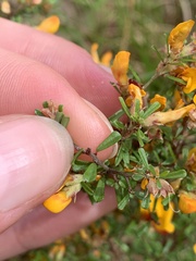Pultenaea parviflora