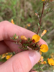 Pultenaea parviflora