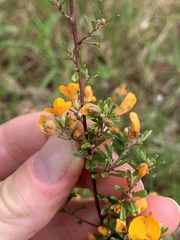 Pultenaea parviflora