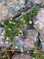 Mononeuria groenlandica