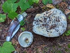 Russula brevipes acrior