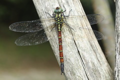 Polycanthagyna erythromelas