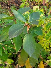 Prunus virginiana