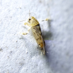 Tridactylidae