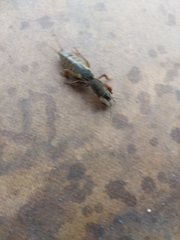 Gryllotalpa australis